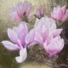 Port Wine Magnolia - Image 6